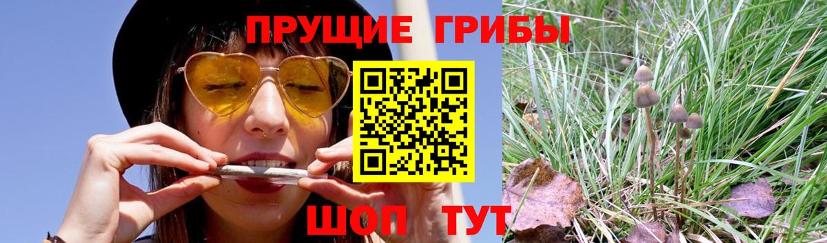 Псилоцибиновые грибы GOLDEN TEACHER  продажа наркотиков  Ангарск  Вход с VPN 